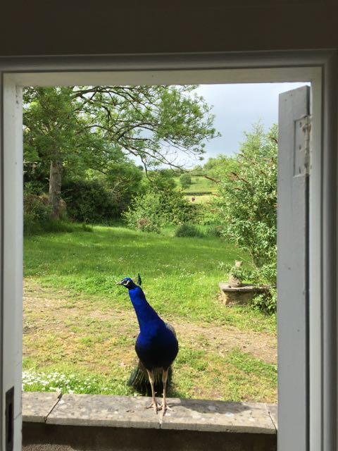 peacock, window, fields