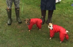 dog coats, Wellington Boots